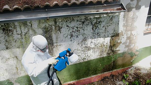 Top rated local Mold Remediation specialists in Springfield, MN